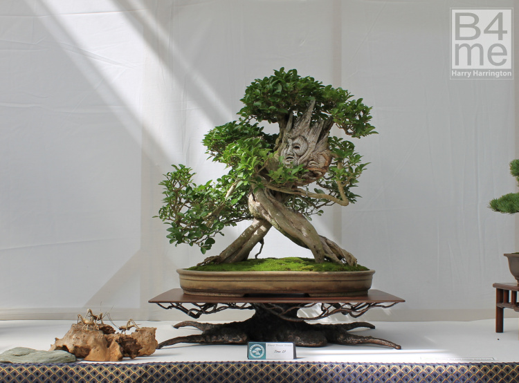 Privet Ent bonsai